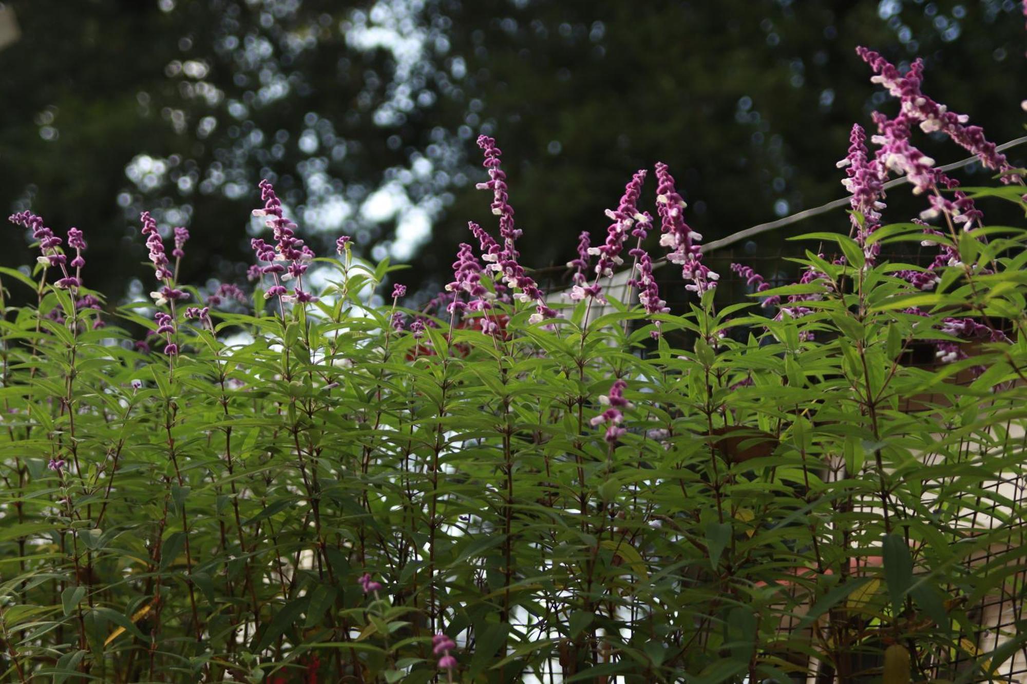 Simba Jungle Lodge, Binsar Wildlife Sanctuary מראה חיצוני תמונה