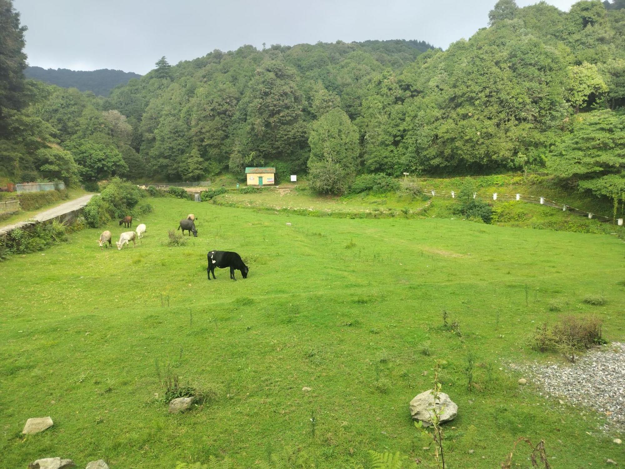 Simba Jungle Lodge, Binsar Wildlife Sanctuary מראה חיצוני תמונה